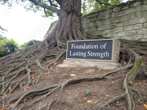 Ancient Tree Roots Symbolizing Lasting Strength Beside a Stone Marker