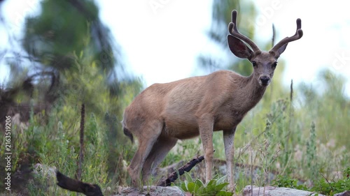 Mule deer (Odocoileus hemionus) buck in the Black Hills of South Dakota. Summer coat and Velvet antlers in July.