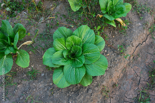 Konstfotografi Single green Pak Choi vegetable plant growing in agricultural garden field
