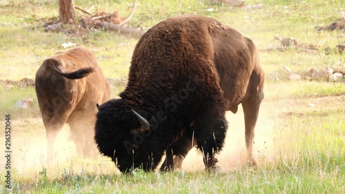 American Bison (Bison bison) Bull rolling, pawing at ground, roaring, and grunting and protecting his herd during the July breeding period, territorial rutting behavior in South Dakota.