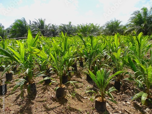 Konstfotografi Oil palm (Elaeis guineensis Jacq