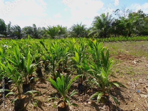 Konstfotografi Oil palm (Elaeis guineensis Jacq