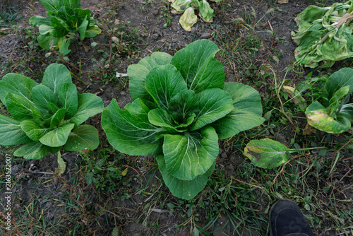 Foto High angle view of fresh green Pak Choi plant growing in soil at organic farm in