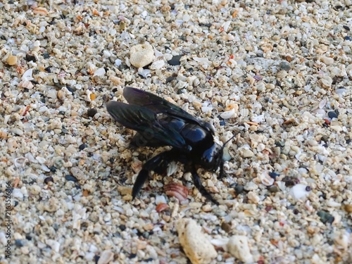 Quadro su tela A close-up photo of a carpenter bee (genus Xylocopa) on the beach sand