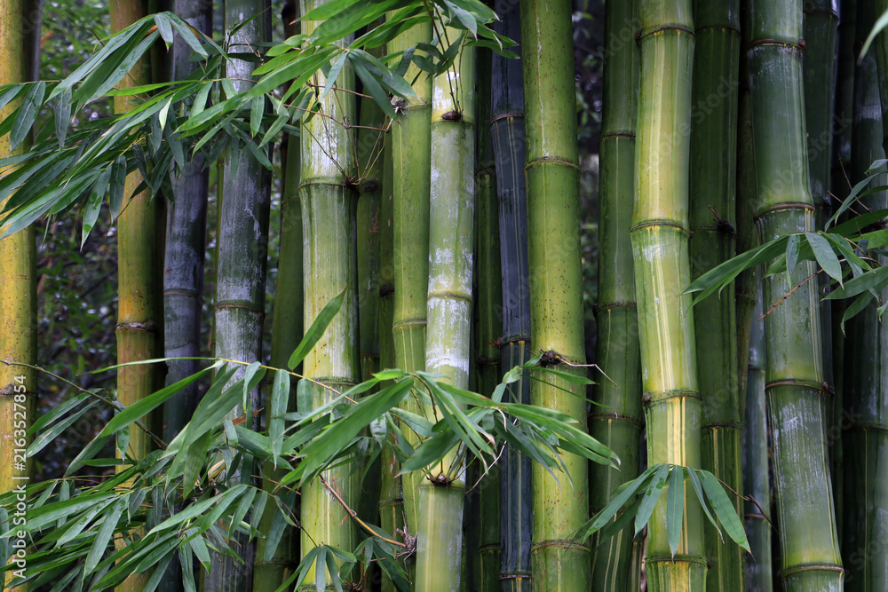 Obraz premium Green bamboo forest at Chengdu Research Base of Giant Panda Breeding