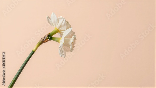White daffodil blooms delicately against soft peach background, stem gracefully curved.