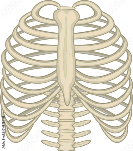 Bild auf Leinwand anatomical illustration of human rib cage with sternum and spine vector isolated white background