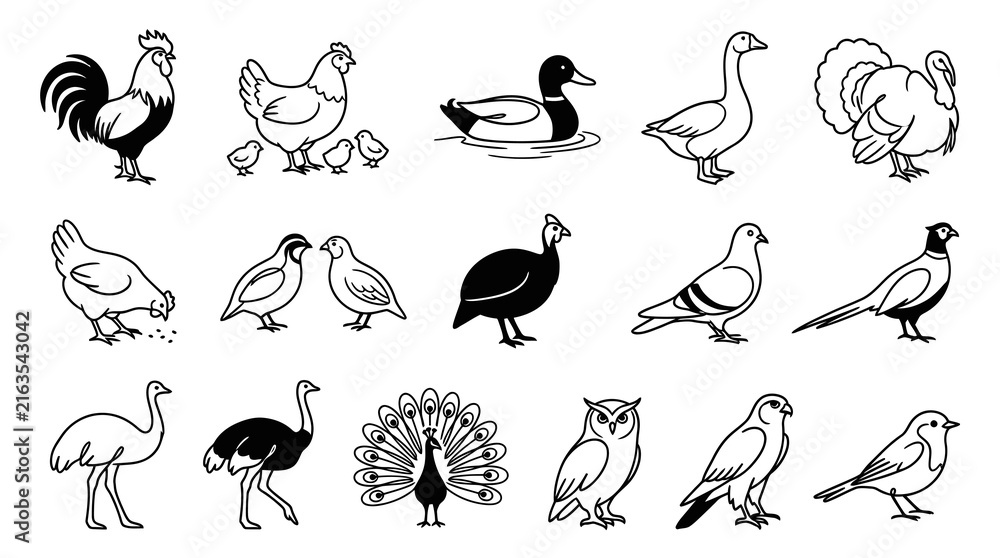 Fototapeta premium Black and White Line Art Bird Icons Set: Diverse Farm, Domestic, and Wild Avian Species Collection