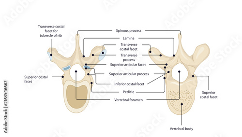 Thoracic and Lumbar vertebrae, Anatomical illustration comparing thoracic and lumbar vertebrae with their major bony landmarks.