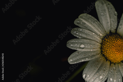 Foto White Daisy Flower Covered in Rain Droplets Against Dark Background