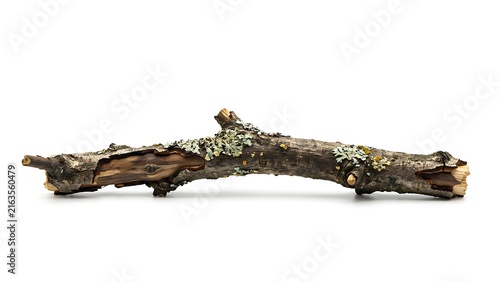 A single weathered tree branch with patches of green lichen isolated on a plain white background