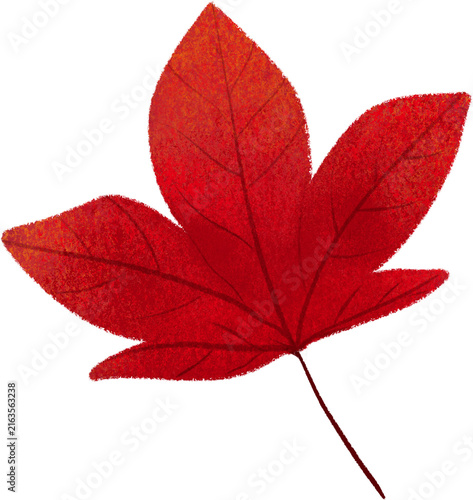 Hand Drawn Autumn Maple and Ginkgo Leaf Illustration Set in Red Orange and Yellow