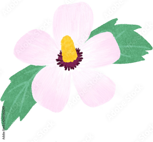Hand drawn Korean Rose of Sharon hibiscus flower with green leaves illustration