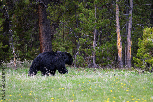 Canvas Print Cute little American Black Bear grazing on grass in the Hayden Valley, summer va