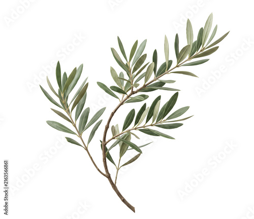 Elegant minimalist olive branch with naturally spaced green leaves and graceful curved stem isolated on transparent background for wedding stationery, Mediterranean branding and packaging.