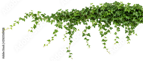 Fresh green ivy plant branch hanging isolated on a white background with isolated background climbing interior exterior woodland perennial evergreen environment botanical horizontal