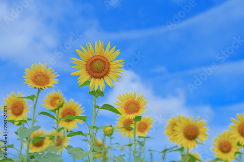 Bright yellow sunflowers under a blue sky with soft white clouds