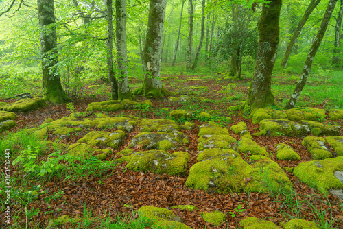 Moss-Covered Rocks and Trees in Monte Santiago Beech Forest, Burgos, Castilla y Leon, Spain