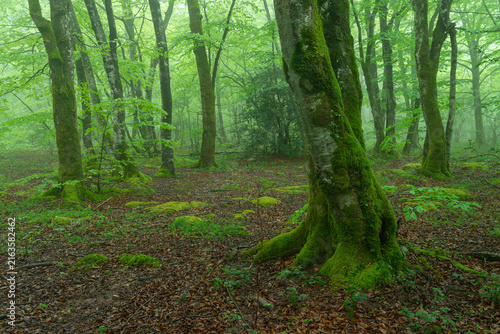 Moss-Covered Rocks and Trees in Monte Santiago Beech Forest, Burgos, Castilla y Leon, Spain