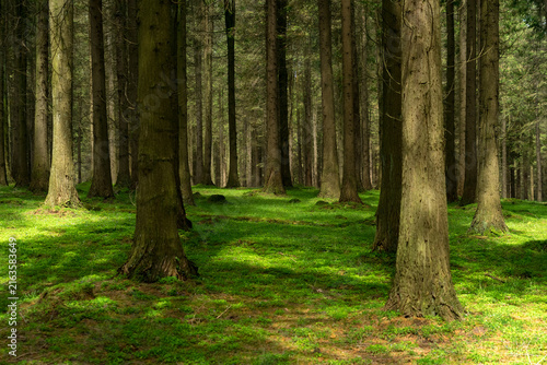 Tranquil Cypress Forest Interior in the Basque Country, Spain
