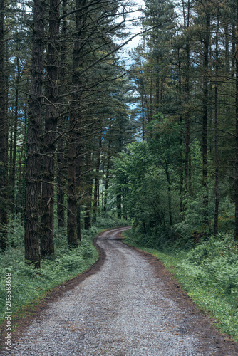 Winding Gravel Path Through a Lush Cypress Forest in the Basque Country