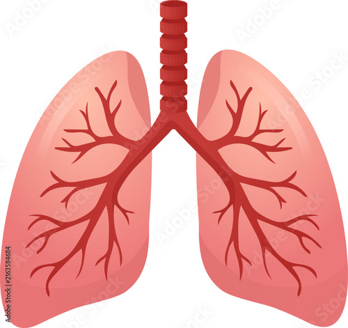 Картината върху платно Lung respiratory anatomy organ medical healthcare human trachea bronchus bronchi