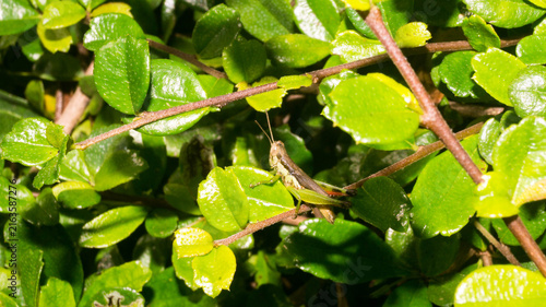Fotografie This insect shares distinct visual features with the short-winged rice grasshopper (Pseudoxya diminuta), a species belonging to the short-horned grasshopper family Acrididae
