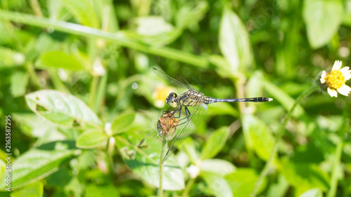 This is a female Ground Skimmer dragonfly (Diplacodes trivialis), a very common species widely distributed across Asia and the Pacific region. Taken from Las Pinas, NCR, Philippines.