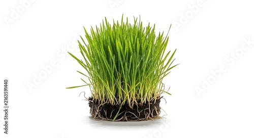 Fresh Green Grass Sprout Patch with Roots