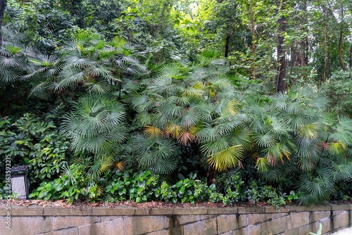 Bild auf Leinwand Lush tropical plants along stone garden wall