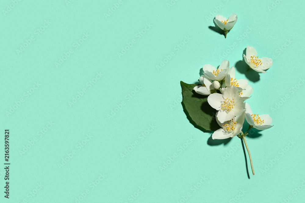 Fototapeta premium Beautiful jasmine flowers on turquoise background