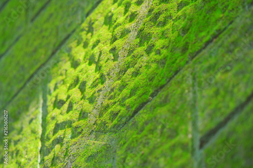 Green moss growing on a concrete wall bathed in dappled sunlight