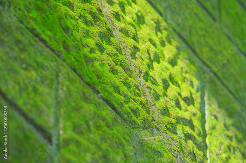 Green moss growing on a concrete wall bathed in dappled sunlight from the right (Flipped version)