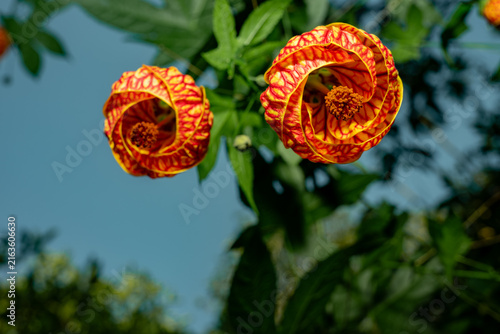 Obraz na płótnie Chinese lantern flowers blooming with vibrant red and orange petals