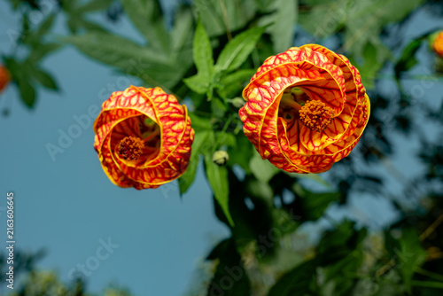 Konstfotografi Two abutilon pictum flowers blooming under blue sky