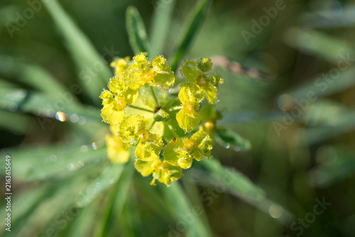 cypress spurge,
Euphorbia cyparissias flowers closeup selective focus