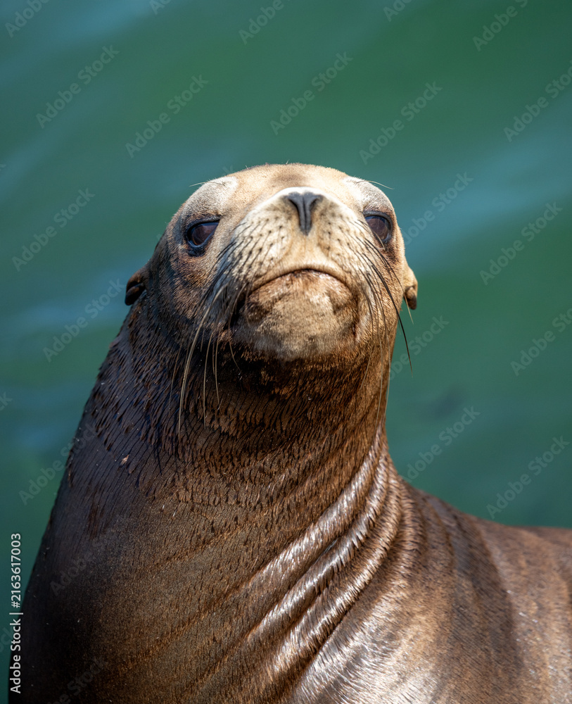 Obraz premium Natural portrait of a sea lion looking at the camera