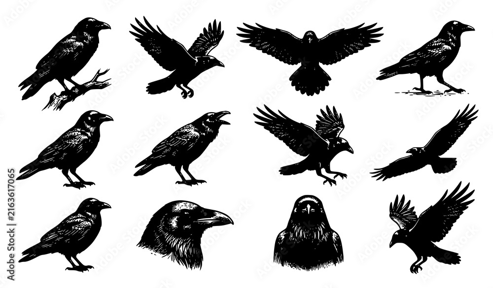 Obraz premium Raven Bird Vector Illustration Set Hand Drawn Crow Collection with Flying Perching and Close Up Head Portrait Poses