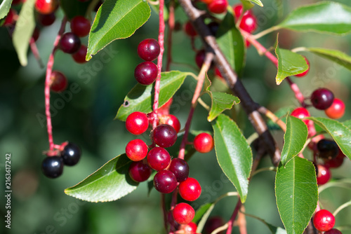 wild black cherry
Prunus serotina berries closeup selective focus