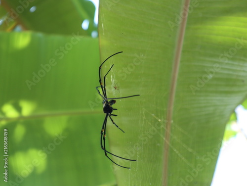 Obraz na płótnie Two Nephila pilipes giant golden orbweavers on a banana plant, large female and tiny male sharing an orb web in a rural Java backyard, showing size dimorphism and web detail