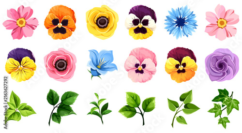 Colorful flowers (pansy, anemone, cornflower, and bluebell) and green leaves isolated on a white background. Set of vector illustrations