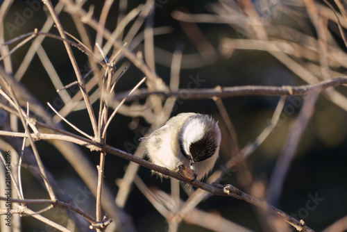 Obraz na plátně A Black-capped Chickadee in the sunlight