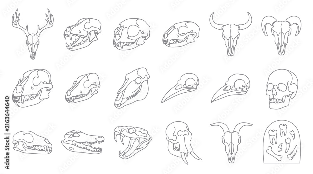Obraz premium Black and White Line Art Collection of Animal and Human Skulls
