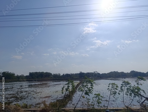 Fotografie Young plants sprout from the flooded paddies