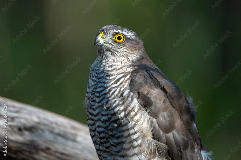 Fototapeta premium Sparrowhawk.
