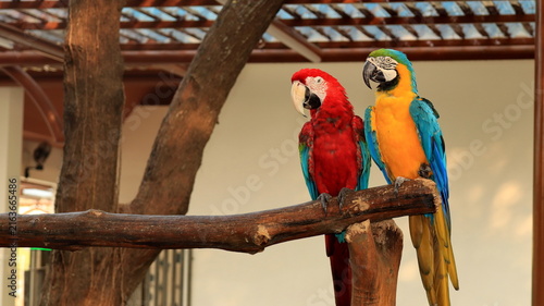 Bild auf Leinwand Two vibrant macaws sit closely on a wooden branch, their colorful feathers and distinctive profiles highlighted by soft indoor lighting