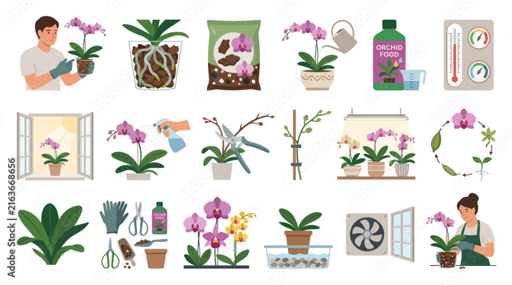 Fototapeta premium Flat Vector Illustration Set for Orchid Care, Growing, and Planting with Gardening Tools, Maintenance Steps