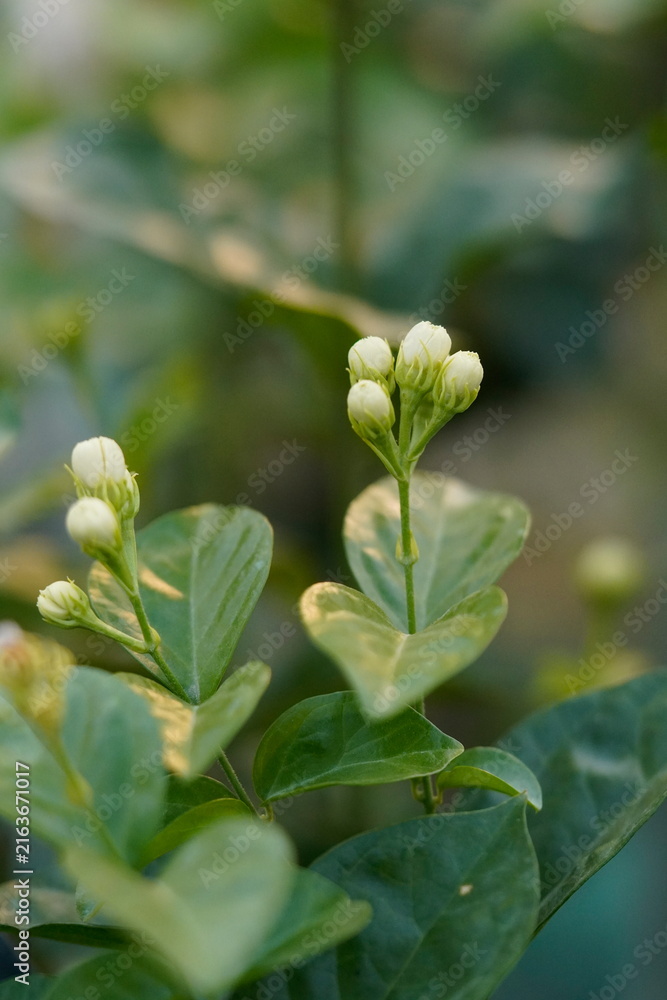 Obraz premium Arabian jasmine. An evergreen climbing shrub featuring glossy dark green leaves and highly fragrant, pure white star-shaped flowers that bloom continuously in warm weather.