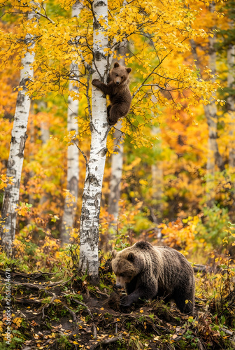 Grizzly bear cub climbing a birch tree while mother bear forages in an autumn forest
