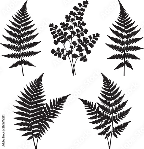 set of fern leaves